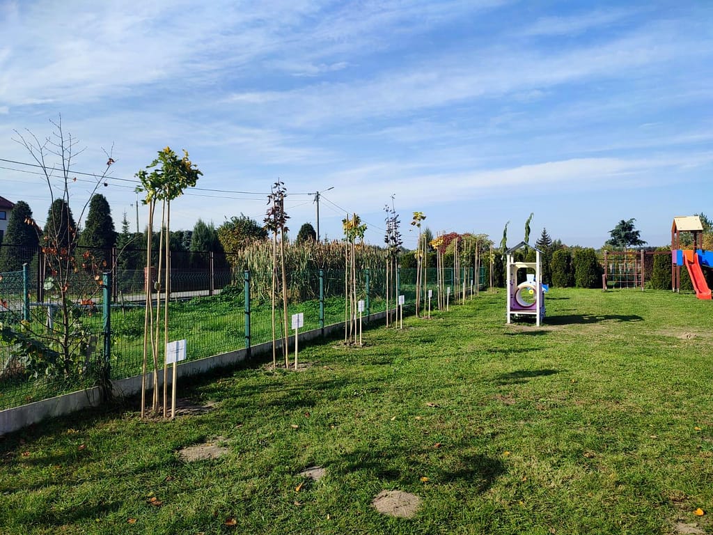 Vivenge sadzenie drzewek środowisko sadzimy